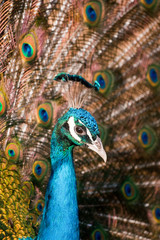 Obraz premium Peacock