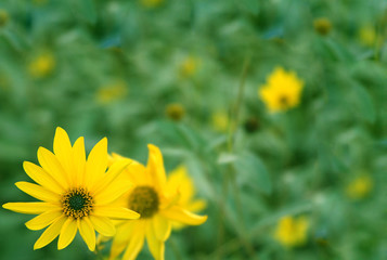 Background with flowers of yellow color