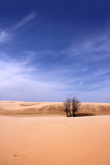 Desert landscape