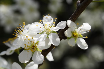 Prunus domestica / Zwetschgenblüte Z