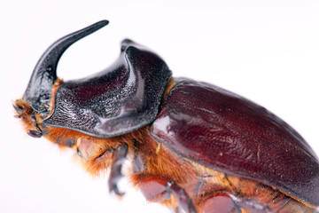 Beetle isolated on white background.