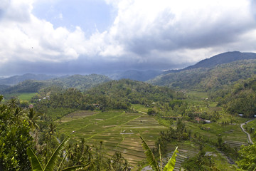 Fototapeta na wymiar rice terraces, Bali, Indonesia