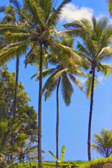 Fototapeta premium Tropical landscape. Indonesia. Bali.