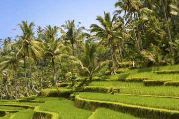 Fototapeta na wymiar Kind on rice terraces, Bali, Indonesia