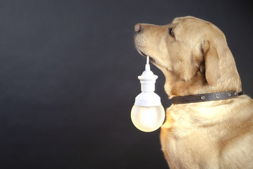 dog holding a lamp - 22204421