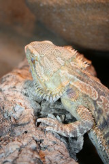 Bartagame
