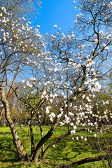 Blooming tree