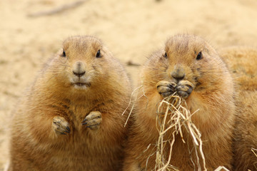 Two prairie dogs eating