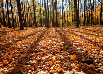 autumn forest scene