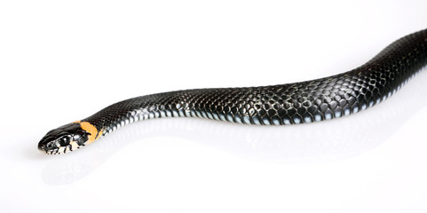 Snake isolated on white background.