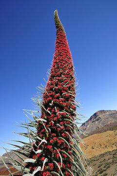 Tajinaste Rojo Echium wildpretii