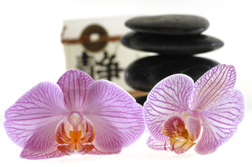 Fototapeta na wymiar Steine mit Orchideen
