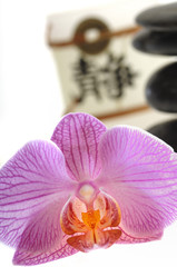 Steine mit Orchideen
