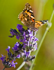 Fototapeta premium Papillon et lavande