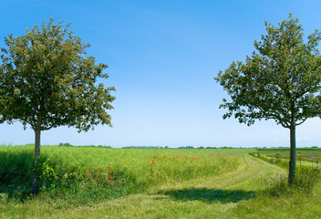 Sommerlandschaft in Norddeutschland