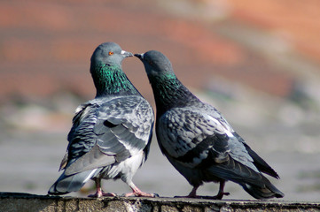 Pigeon