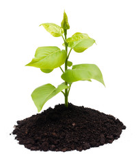 Plant and soil