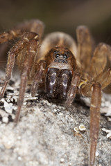Hunting spider on rock. Macro photo.