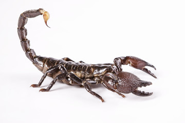 Scorpion isolated on white background.
