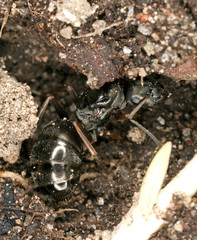 Black ant queen. Extreme close-up.