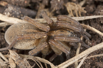 Hunting spider. Macro photo.