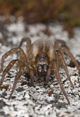 Hunting spider on rock. Macro photo.