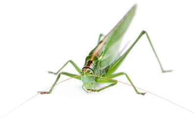Locust isolated on white background.