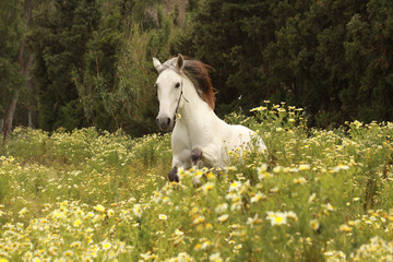 galopp in blumenwiese