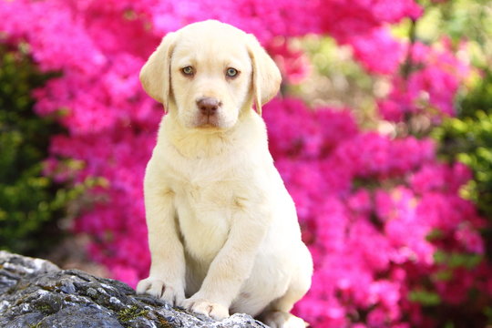 Yellow Lab