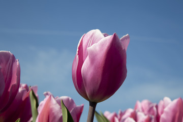 Pink Tulip Horizontal Orientation.