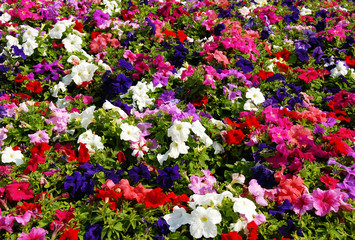 Petunia flower field
