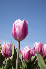 PinkTulip Vertical Orientation.
