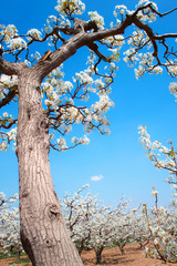 Fototapeta na wymiar Spring pear orchard