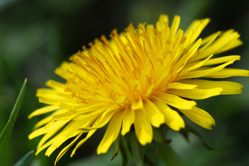 Dandelion Flower
