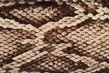 Gartenposter Snake skin © Fyle