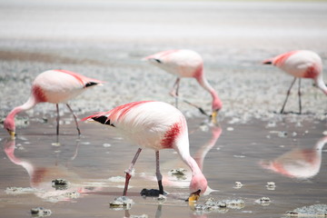 Flamingos