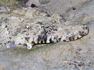 crocodile fish
