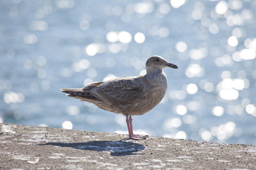 背景が綺麗な岸壁に休んでいるカモメ