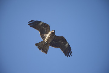 大きな羽で飛ぶ鳶