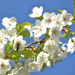 Fototapeta na wymiar wiśnia z pszczołą