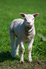 Naklejka na ściany i meble lamb in spring