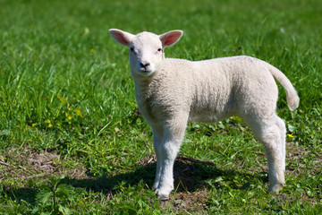Naklejka na ściany i meble Lamb In Spring