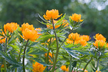 Orange flowers