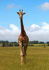 Papier peint photo autocollant rond Girafe girafe dans la savane