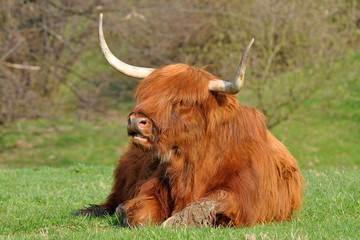 cow of highland cattle