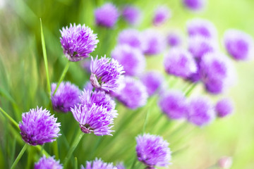 background of spring flowers