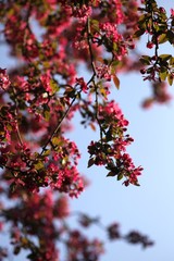Frühlingserwachen
