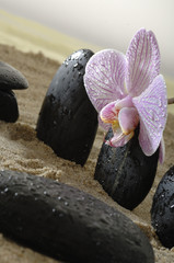 Steine Hot Stones mit Orchidee auf Sand