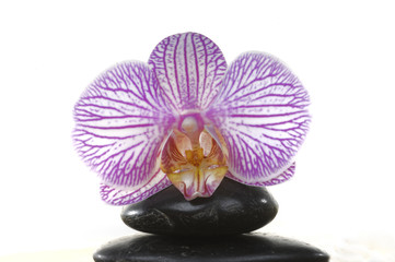 Steine mit Orchidee