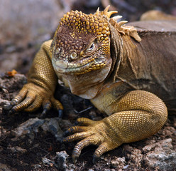 Galapagos Land Iguana